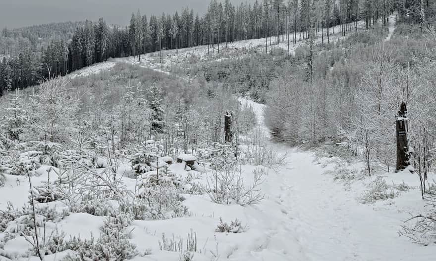 Blue Trail: Wisła Głębce - Stożek Wielki. Approach to Łączecko Pass