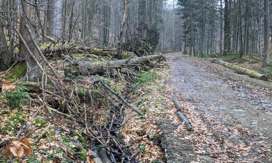 Leśna droga w Dolinie Potoku Śrubita