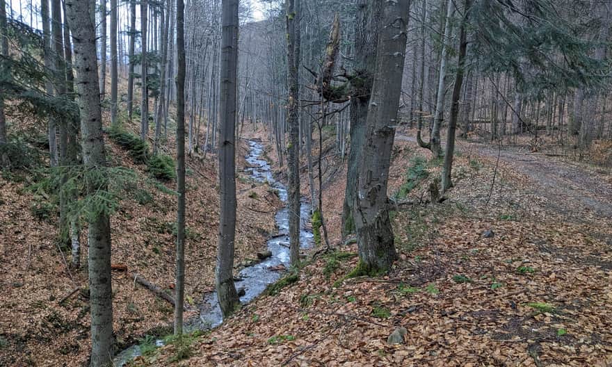 Leśna droga w Dolinie Potoku Śrubita