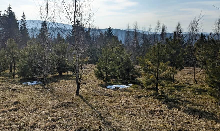 Krowia Góra, 617 m n.p.m. - zarastający widok ze szczytu na południowy-zachód