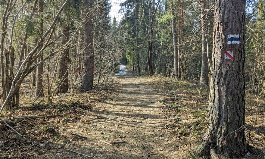 Droga leśna na Krowiej Górze