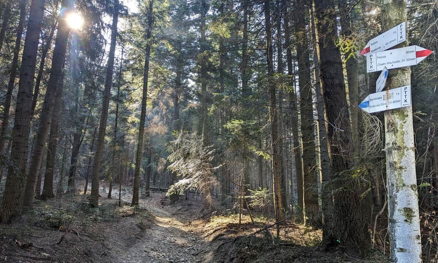 Niebieski i czerwony szlak na Babicę Zachodnią
