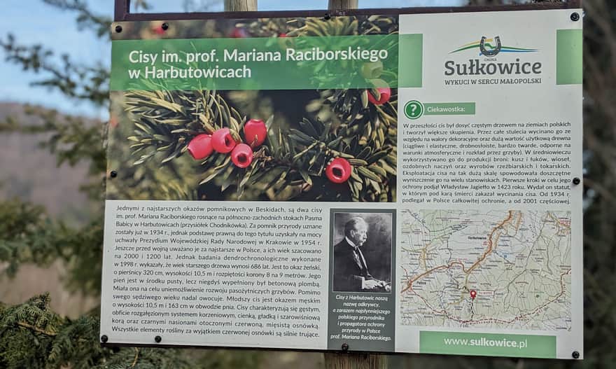 Cisy Raciborskiego w Harbutowicach, os. Chodnikówka - tablica informacyjna