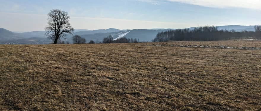 Z Przełęczy Sanguszki do Lasu Groby - punkt widokowy "samotny dąb" (zwany Dąbkiem)