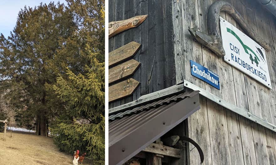 Cisy Raciborskiego, os. Chodników / Chodnikówka w Harbutowicach
