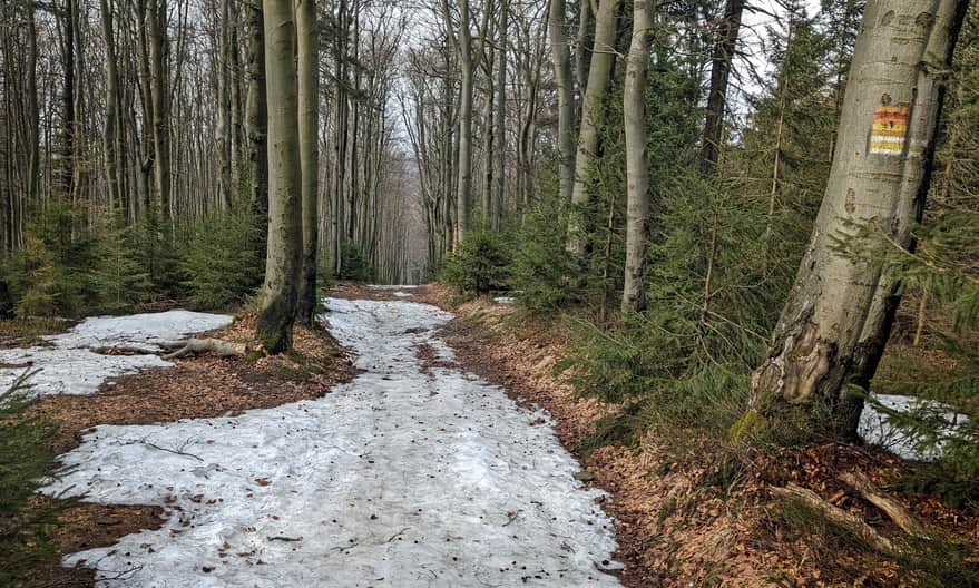From Szyndzielnia to Błatnia: wide beech alley