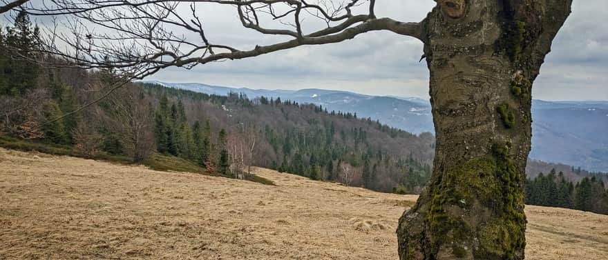 Meadows at Błatnia: under the branches of a photogenic beech, you can see Skrzyczne, Malinowska Skała, and Barania Góra