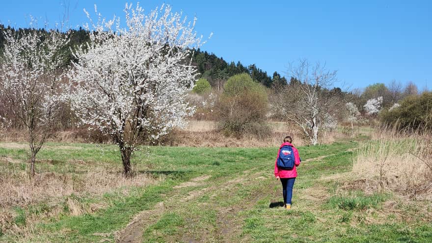 Widokowe łąki u stóp pasma Baransiówki od strony Myślenic