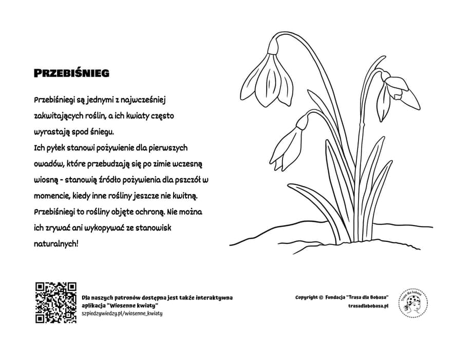 Przebiśniegi - kolorowanka dla dzieci pdf do wydruku