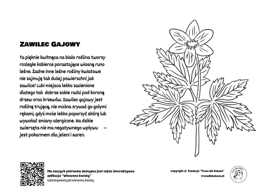 Zawilec Gajowy - kolorowanka dla dzieci pdf do wydruku