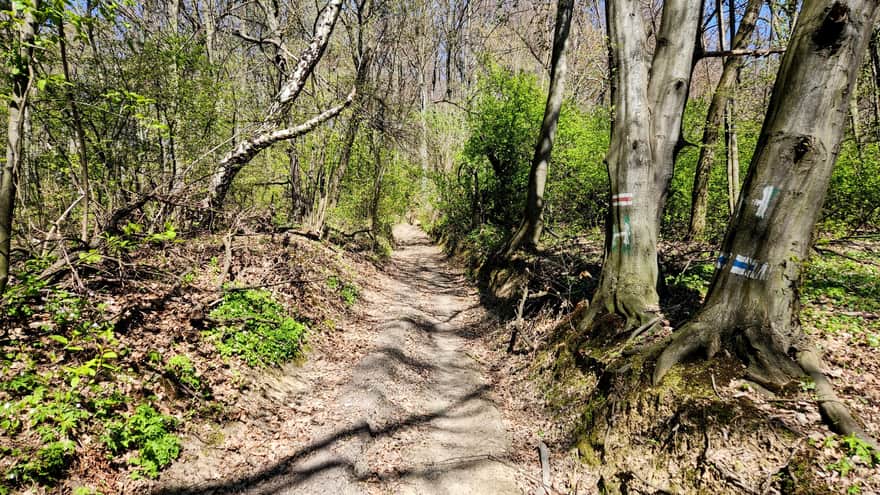 Joining of the blue trail with the red trail towards Bocheniec