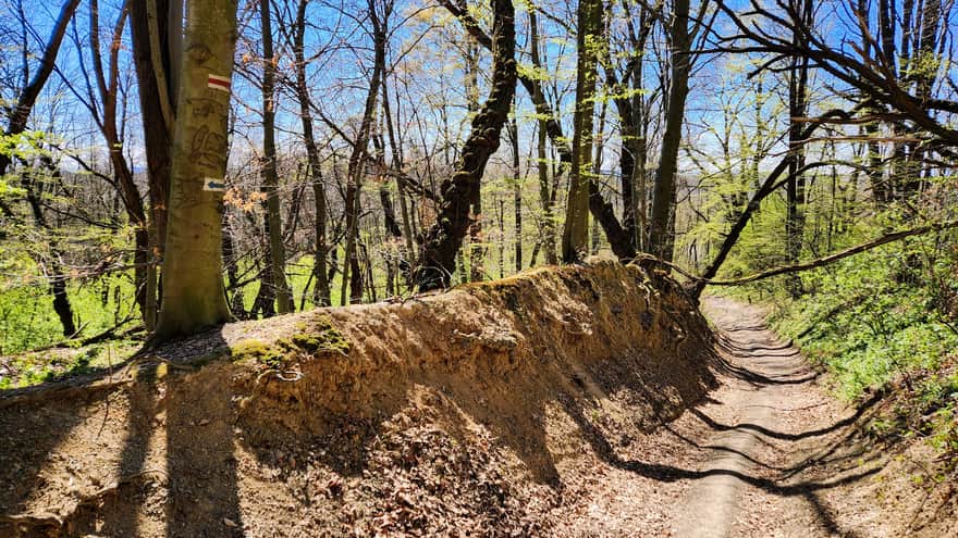 Joining of the blue trail with the red trail towards Bocheniec - forest ravine