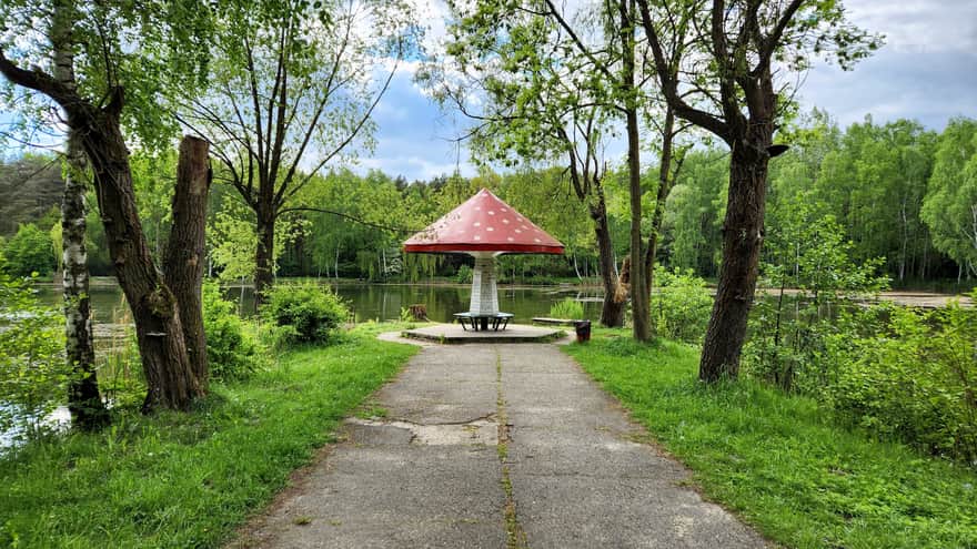Mushrooms by the Forest Pond, Jacek Kuroń Park in Kazimierz Górniczy District, Sosnowiec