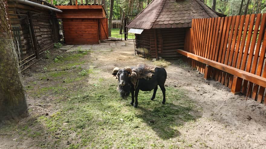 Mini Zoo, Jacek Kuroń Park in Kazimierz Górniczy District, Sosnowiec