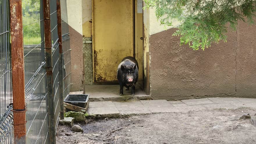 Mini Zoo, Jacek Kuroń Park in Kazimierz Górniczy District, Sosnowiec