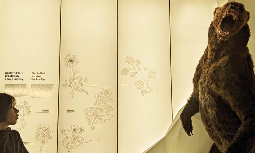 Tatra Earth Planet Archive - face to face with a cave bear