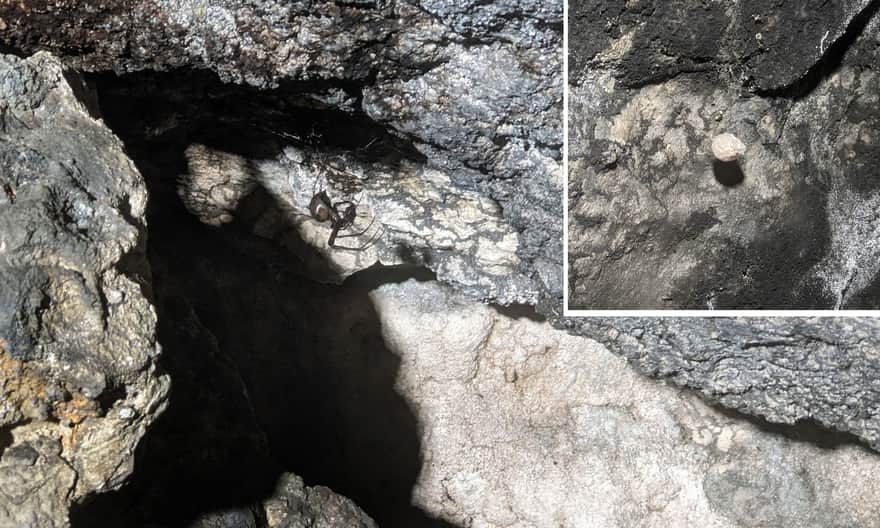 Venomous spider: cave spider and its cocoon