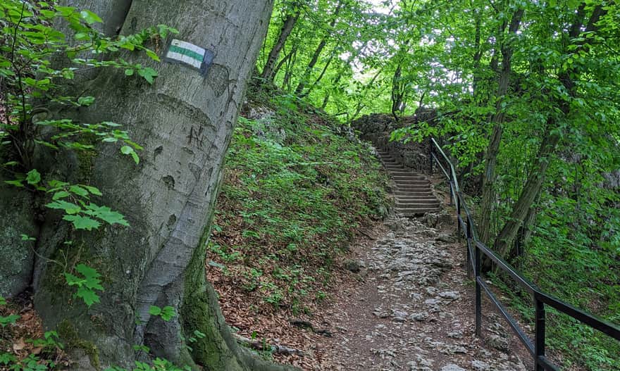 Zielony szlak - dojście z Doliny Prądnika pod Jaskinię Ciemną
