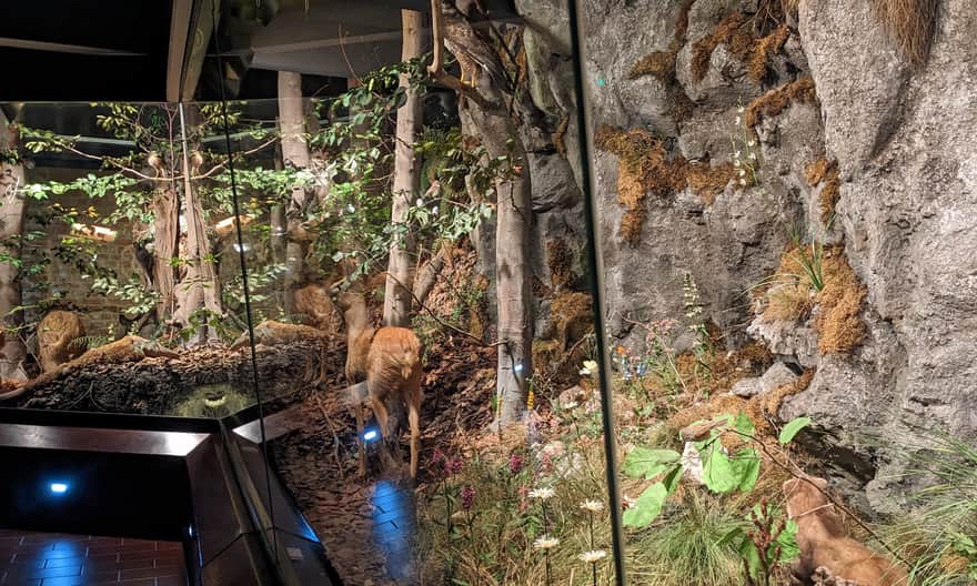 Nature exhibition of Ojcow National Park - diorama