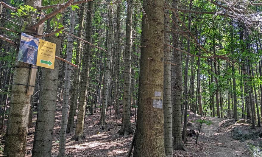 Kamionna - unmarked path leading to the observation tower from the blue trail Rozdziele Pass - Tymbark and yellow Żegocina - Pasierbiec