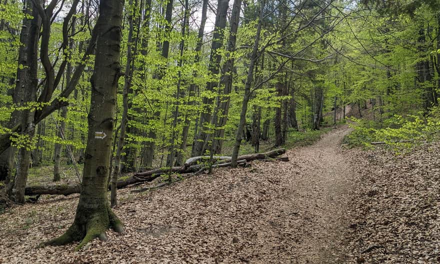 Żółty szlak: Przełęcz Wyżna - Dił Szelesisty