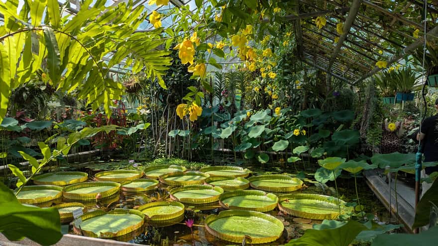 Victoria amazonica w szklarni Victoria