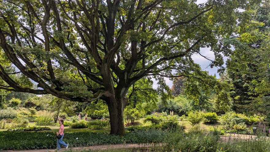 Ogród Botaniczny UJ