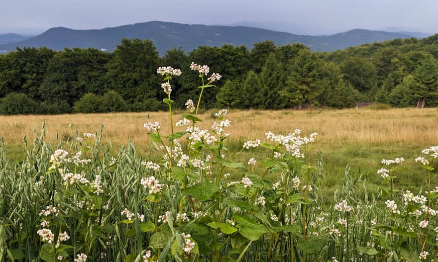 Poniwiec - malownicze łąki między Małą a Wielką Czantorią (widok na pasmo Równicy)