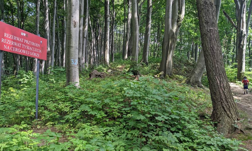 Rezerwat Tysiąclecia na Cergowej Górze