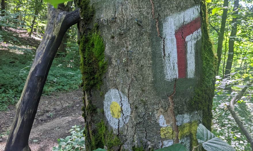 Czerwony szlak z Chyrowej do Pustelni św. Jana w Trzcianie. Połączenie z żółtym szlakiem z Dukli