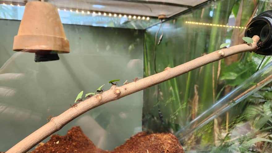 Mrówki Grzybiarki Parasolowe, Palmiarnia w Gliwicach