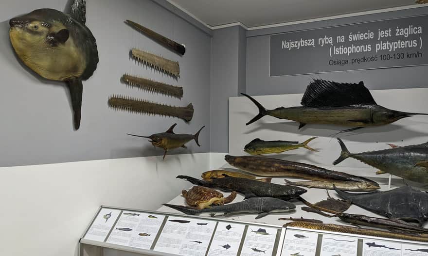 Muzeum Rybołówstwa w Świnoujściu, wystawa przyrodnicza