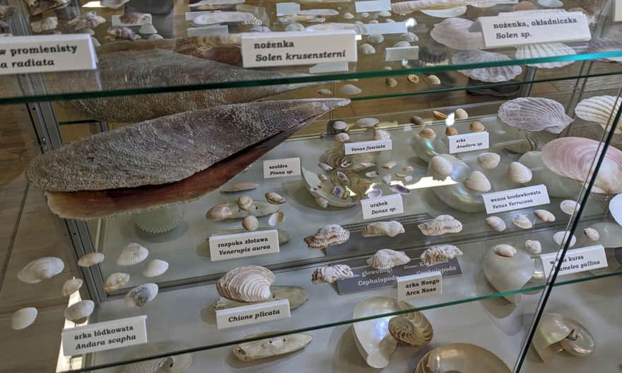 Muzeum Rybołówstwa w Świnoujściu, wystawa przyrodnicza