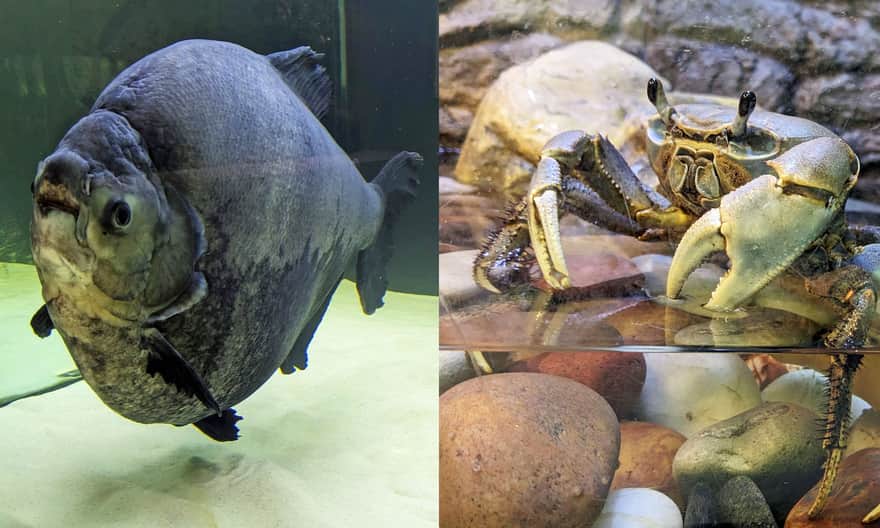 Muzeum Rybołówstwa w Świnoujściu: pirania Kasia i krab tęczowy