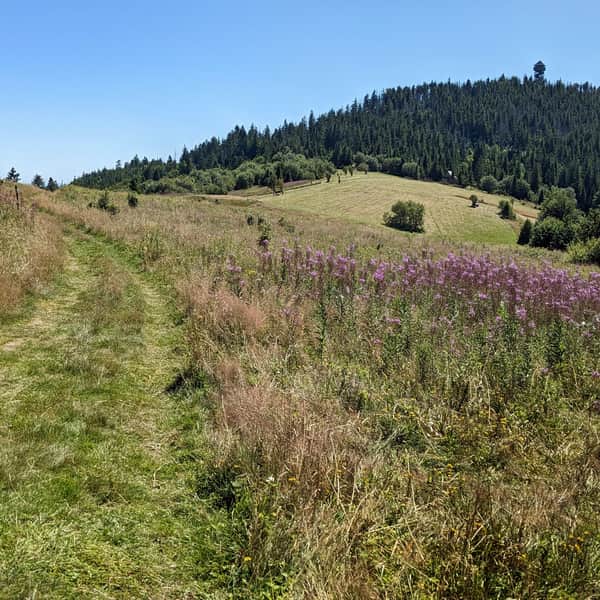 Niebieski szlak na Gorc