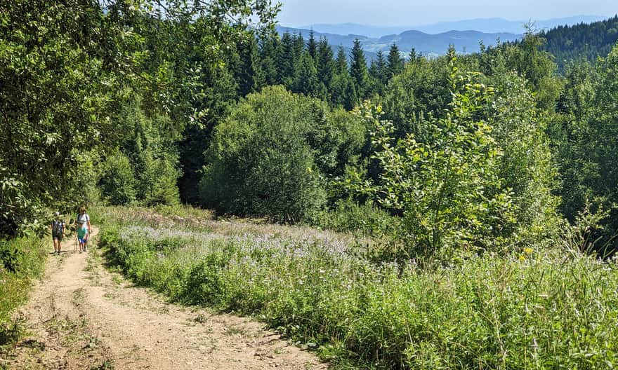 Niebieski szlak na Gorc - widok z górnej części Polany Nowej na wschód