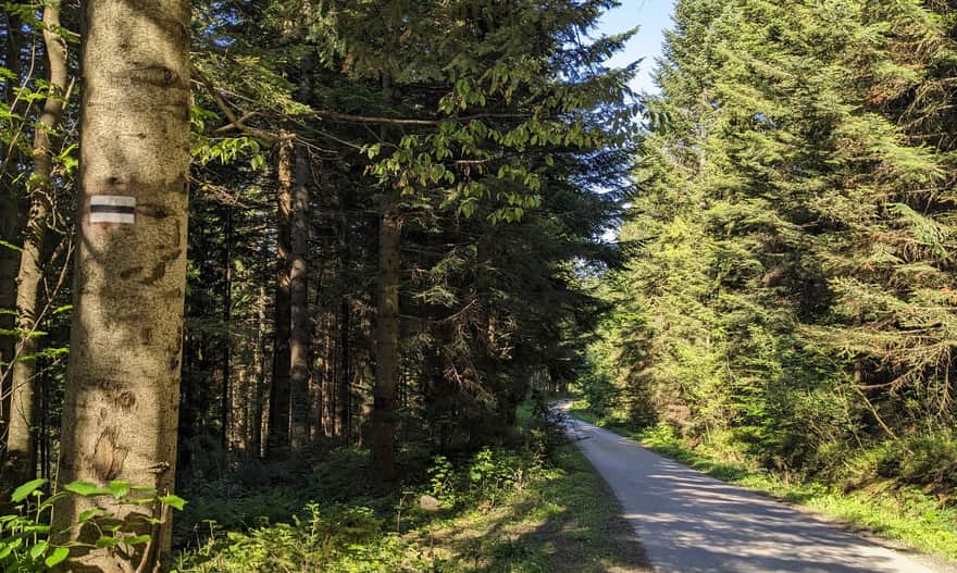 Czarny szlak ze Szczawy na Gorc - wygodna droga przez las