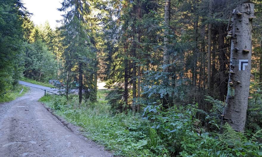 Czarny szlak ze Szczawy na Gorc: tu wchodzimy z drogi w las