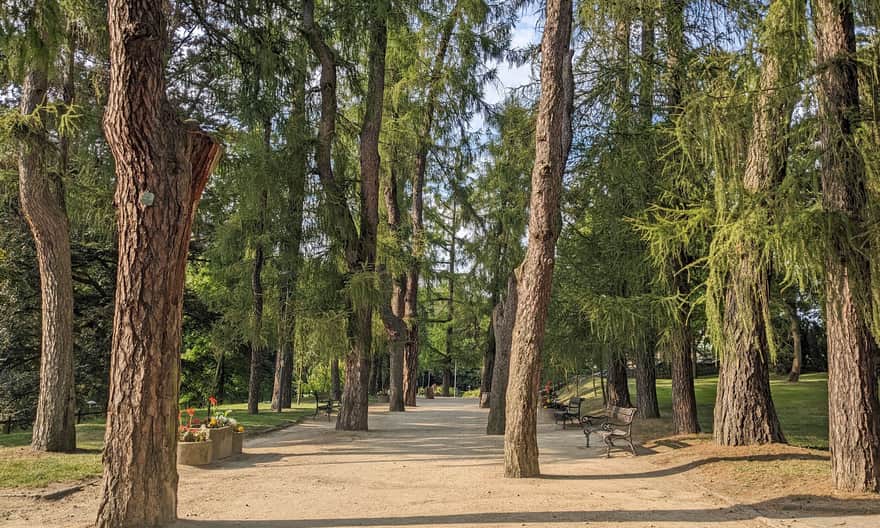 Lądek-Zdrój. Pomnikowa Aleja Modrzewiowa między Parkiem Zdrojowym a Wzgórzem Świętojerskim