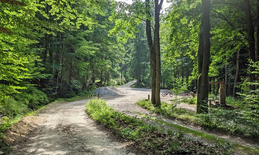 Las w Lądku-Zdroju to bardzo bogata sieć szlaków i ścieżek pieszych i rowerowych