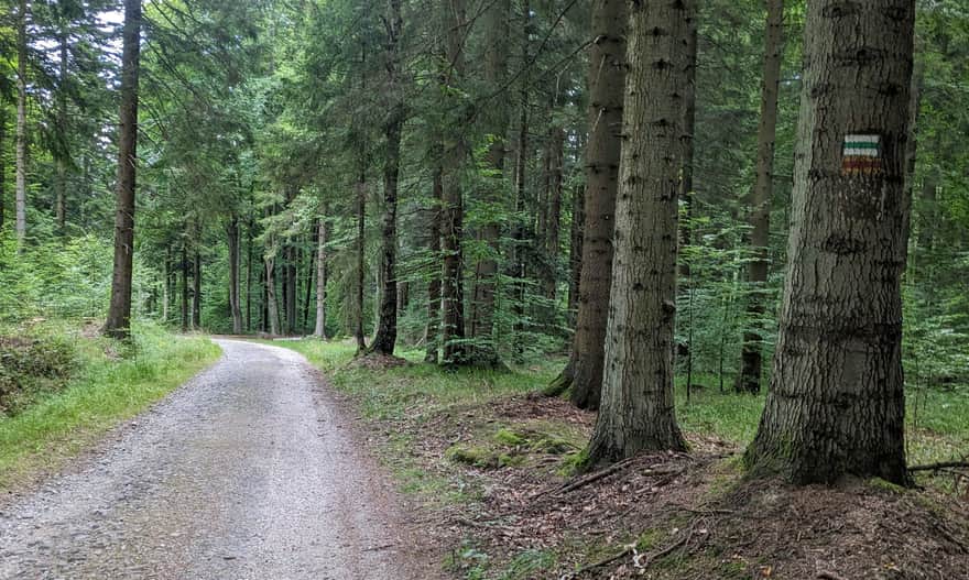 Zielony szlak - wygodna droga w stronę leśnej kaplicy