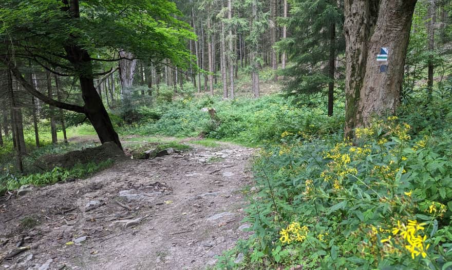 Zielony szlak graniczny - teren byłej wioski Karpno / Karpenstein