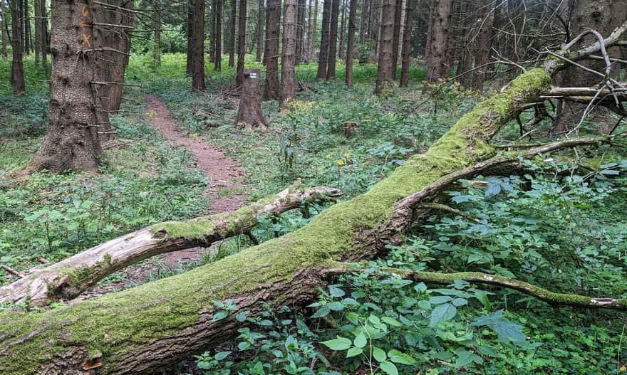 Zielony szlak graniczny - odcinek między leśną kaplicą
