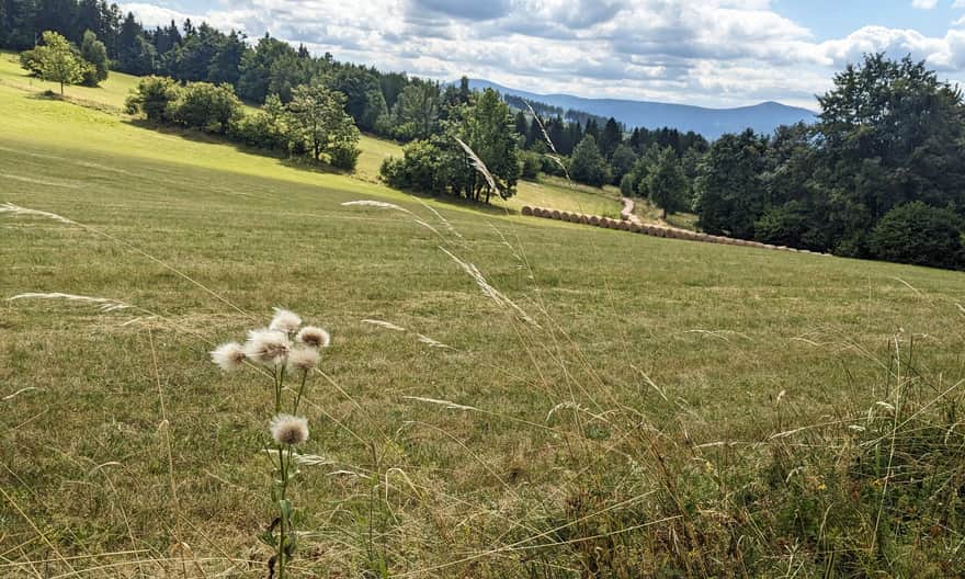 Zielony szlak graniczny. Widokowa łąka nas Szwedzkimi Szańcami - widok na Śnieżnik i Czarną Górę
