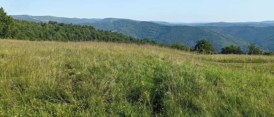 Błatnia, 917 m n.p.m. - widok w stronę Baraniej Góry