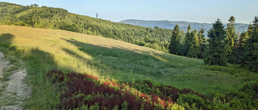Błatnia, 917 m n.p.m. - widok na Skrzyczne