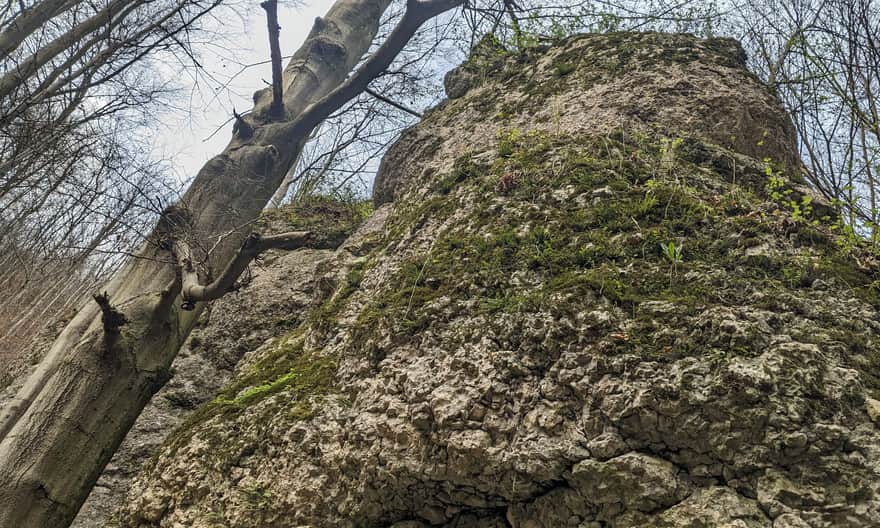 Dolina Sąspówki w Ojcowskim Parku Narodowym - skały ukryte wśród drzew