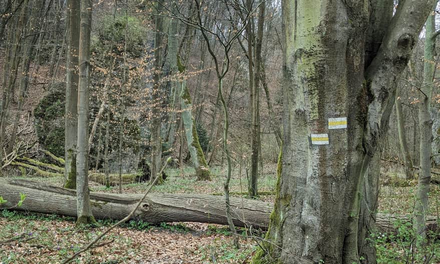 Dolina Sąspówki w Ojcowskim Parku Narodowym i zamknięty dla turystów Wąwóz Jamki