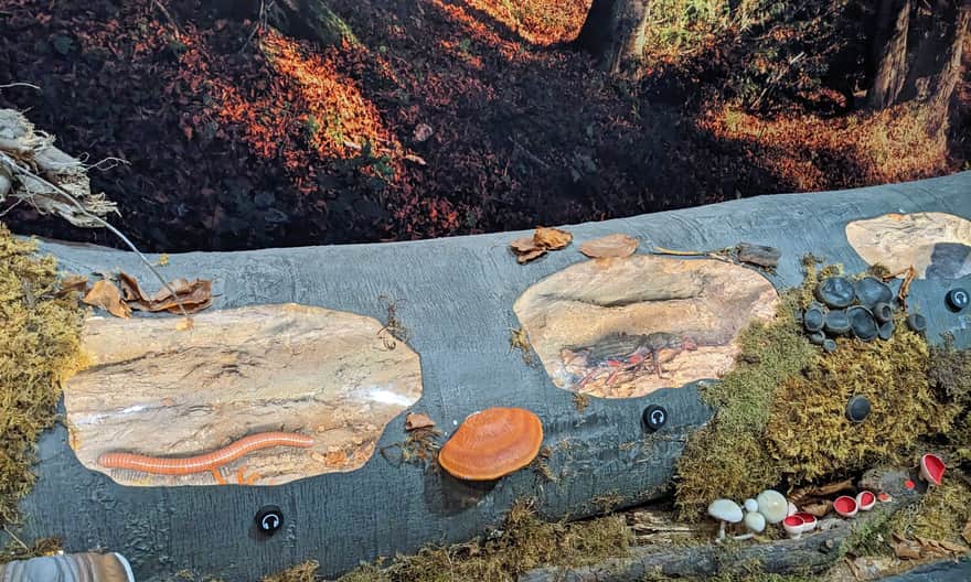 Wystawa Przyrodnicza w Ośrodku Edukacyjnym Gorczańskiego Parku Narodowego