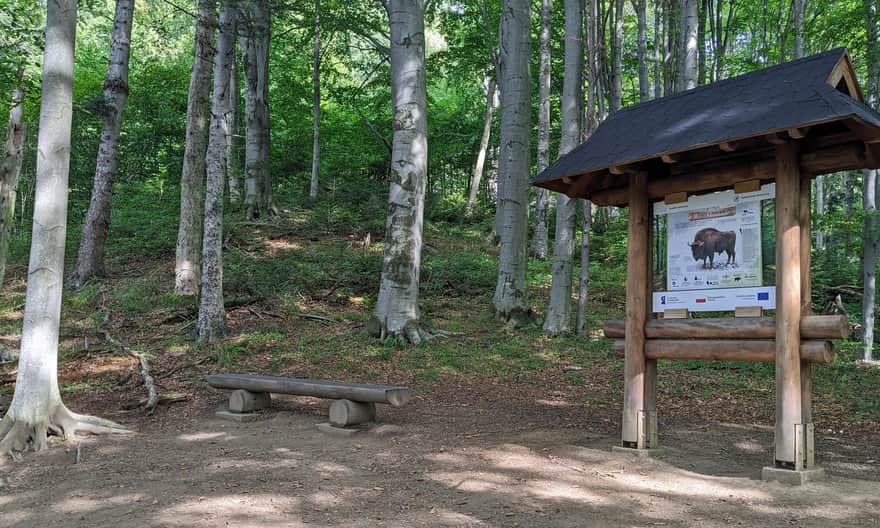 Z Mucznego na Jeleniowaty - przystanek ścieżki przyrodniczej nr 2